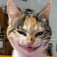 我有猫了，你有吗