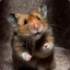 Hamster Marauder