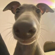 百事可乐不白事