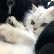 别压力我 我会扎针先跑