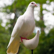 Dove Internet eXchange