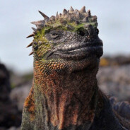 Mr. Salamander