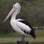 A Perfectly Perched Pelican