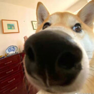 派大星我们去抓水母吧