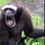 GIBBON