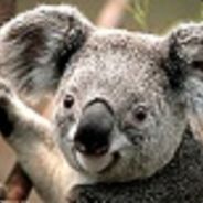 G-Koala