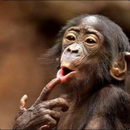 (С_П)Секси_примат