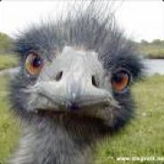 Chicken Buttnuggets's avatar