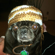 KingOfPugs