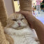 gu顾咕