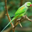 The-Piercing-Parakeet