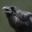 Black Beak