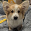 corg