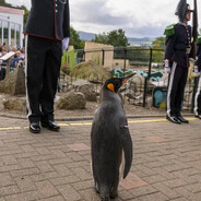 Sir Nils Olav III