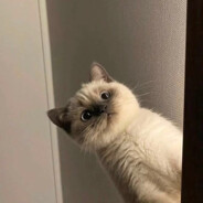 纯爱战神郑小波