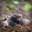Moles
