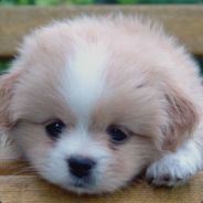 老衲还能架炮台