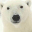 PBear