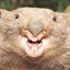 Fear the Wombat