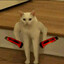 Snitzerkatze