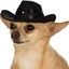 cowboy&#039;s dog