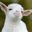[𝓑𝓕𝓒] Kedi