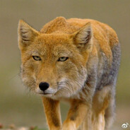 Lysho