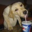 PLAY 2 CHIPEADA