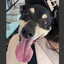Coragem O Cão Covarde 🐶