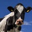 vaca