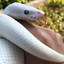 randomsnek