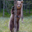 ZzZSneakyBearZzZ