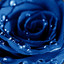 blue rose