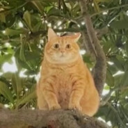 玛卡巴卡丢了小推车