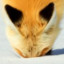 Dived Fox