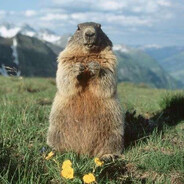 MarmotMan