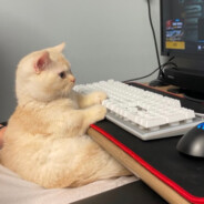 Dinkle Steam avatar