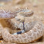 rattlesnake