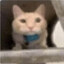 meow
