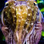 the holocene chuddlefish