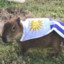 Carpincho Uruguayo