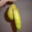 Lemon Dick