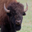 BlindBison