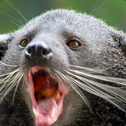 Binturong