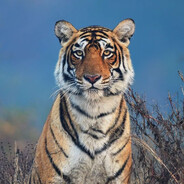 小跳蛙的重生之旅