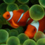 2ClownFish