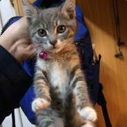 我耍QQ飞车我爱耍QQ飞车