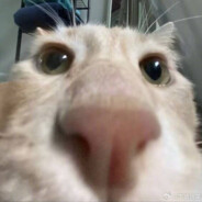 狂吃六碗大米饭