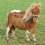 PetitPoney