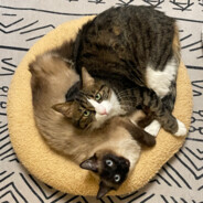 云想衣裳花想容